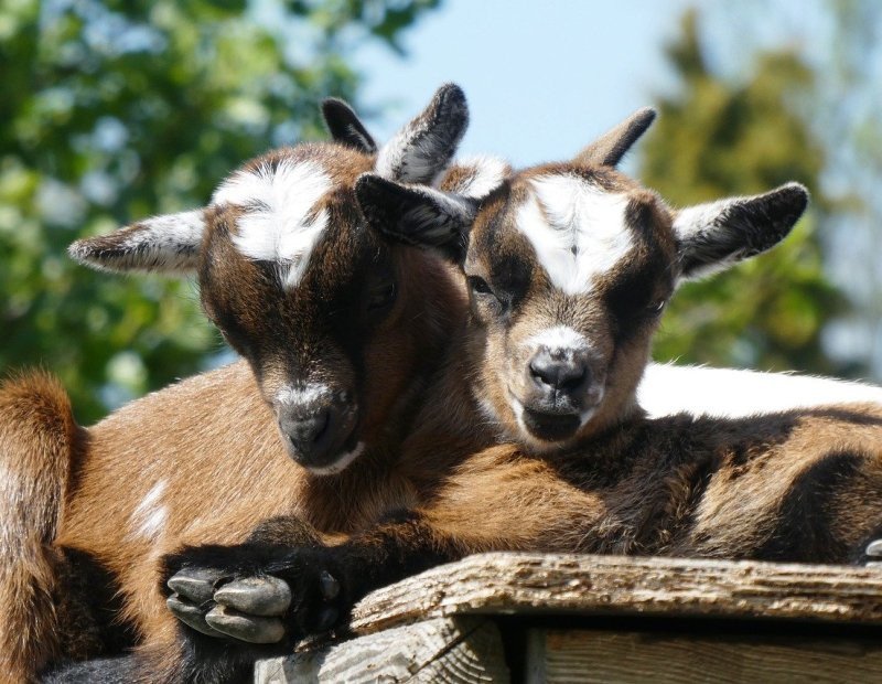 Kinderboerderij Dondertman