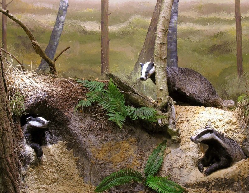 Natuurmuseum Holterberg